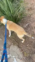 Skipper