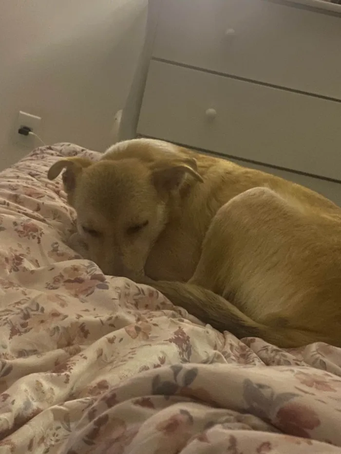 Cachorro ra a SRD-ViraLata idade 1 ano nome Skipper