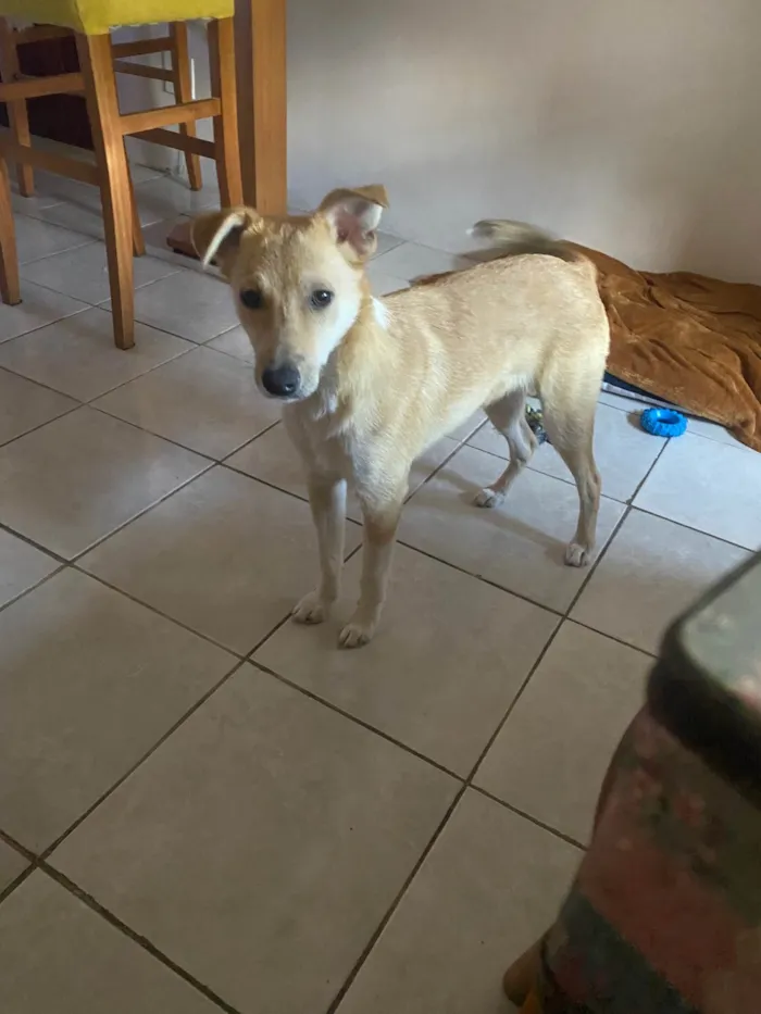 Cachorro ra a SRD-ViraLata idade 1 ano nome Skipper