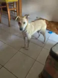 Skipper