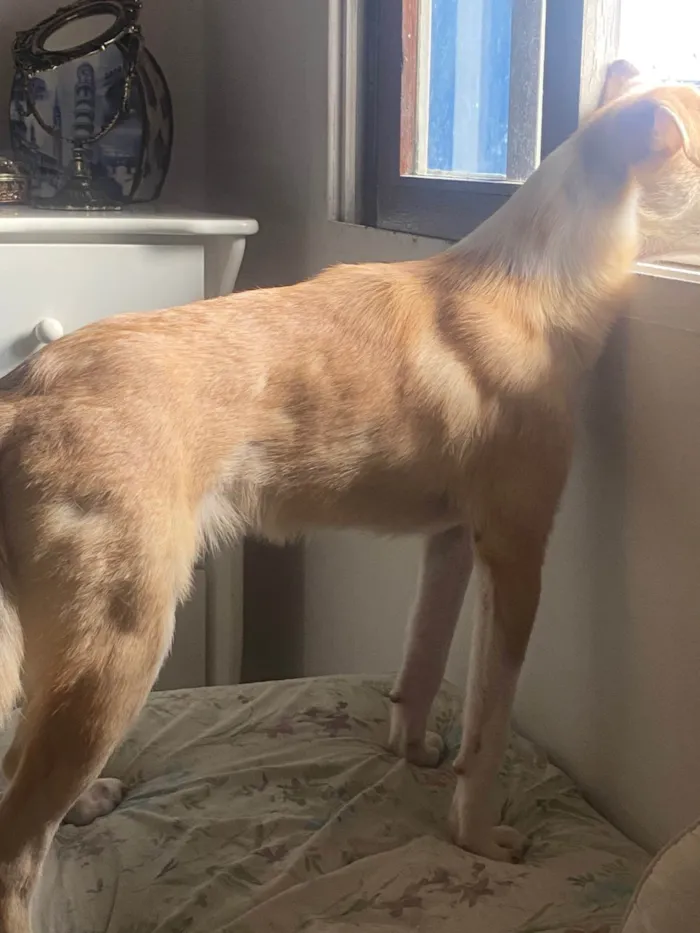 Cachorro ra a SRD-ViraLata idade 1 ano nome Skipper