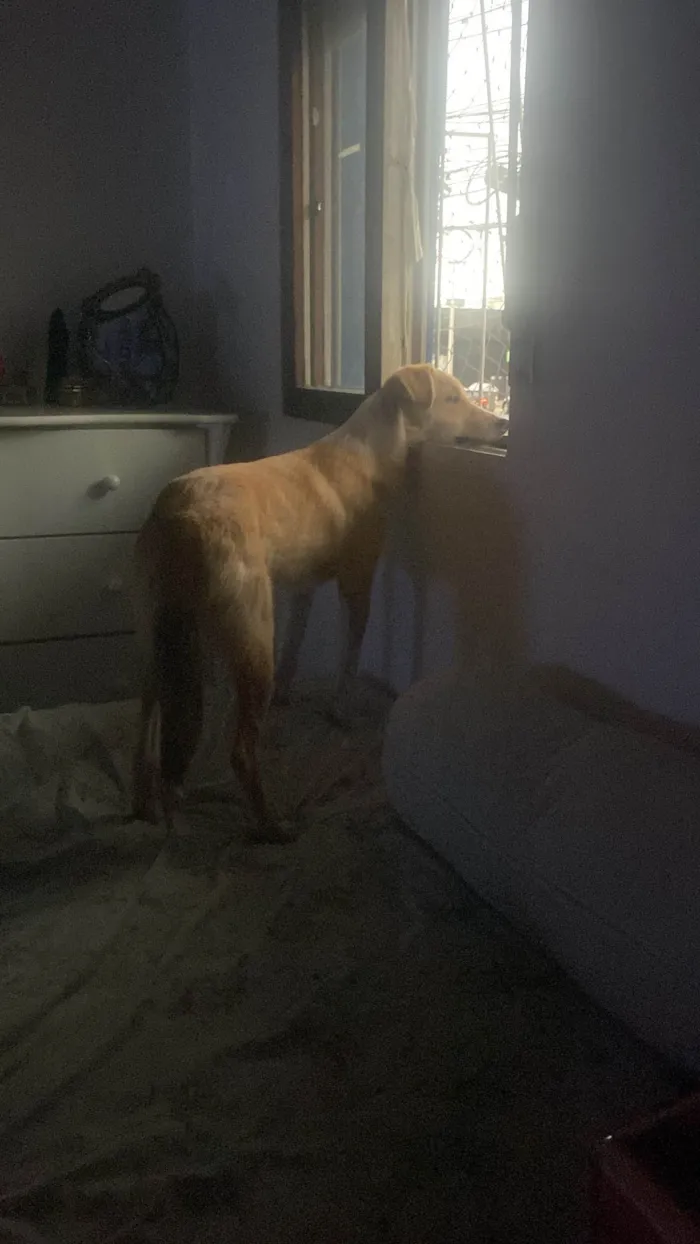 Cachorro ra a SRD-ViraLata idade 1 ano nome Skipper