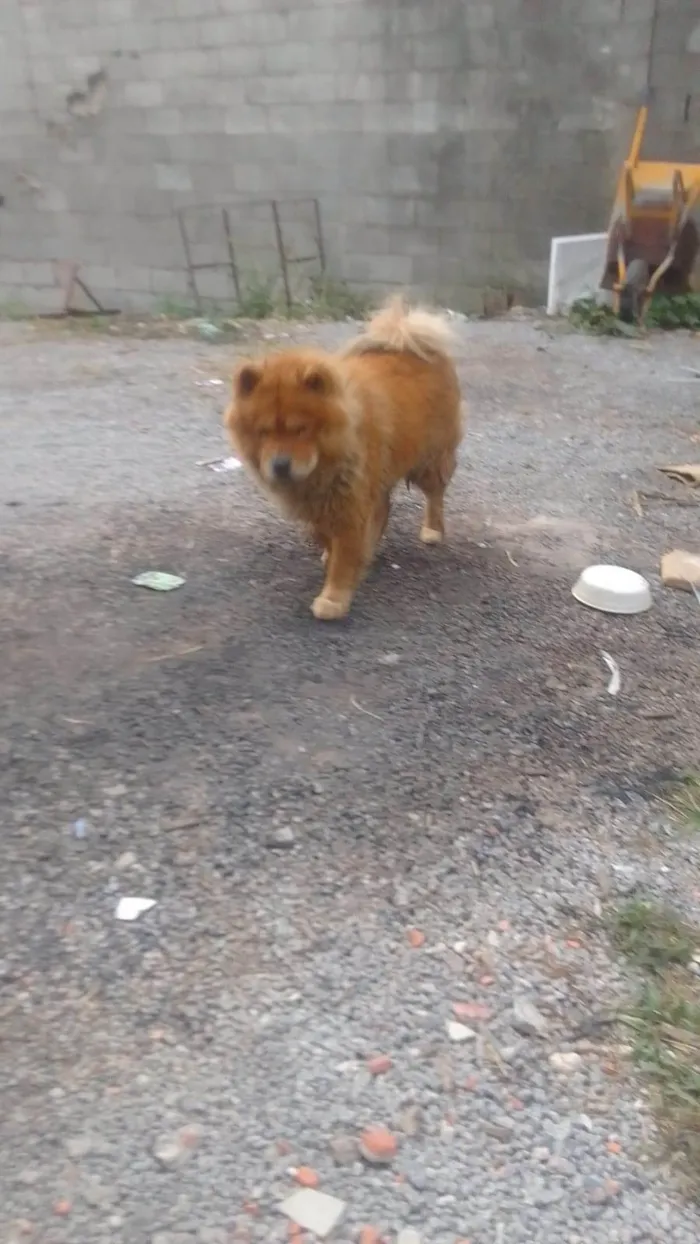 Cachorro ra a Chow Chow idade 2 a 6 meses nome Falar com Francisca - Whats 11 98622-2050