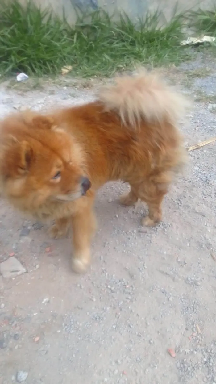 Cachorro ra a Chow Chow idade 2 a 6 meses nome Falar com Francisca - Whats 11 98622-2050