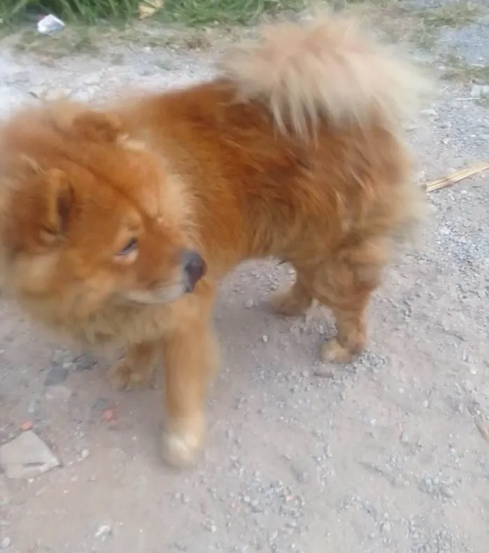 Cachorro ra a Chow Chow idade 2 a 6 meses nome Falar com Francisca - Whats 11 98622-2050