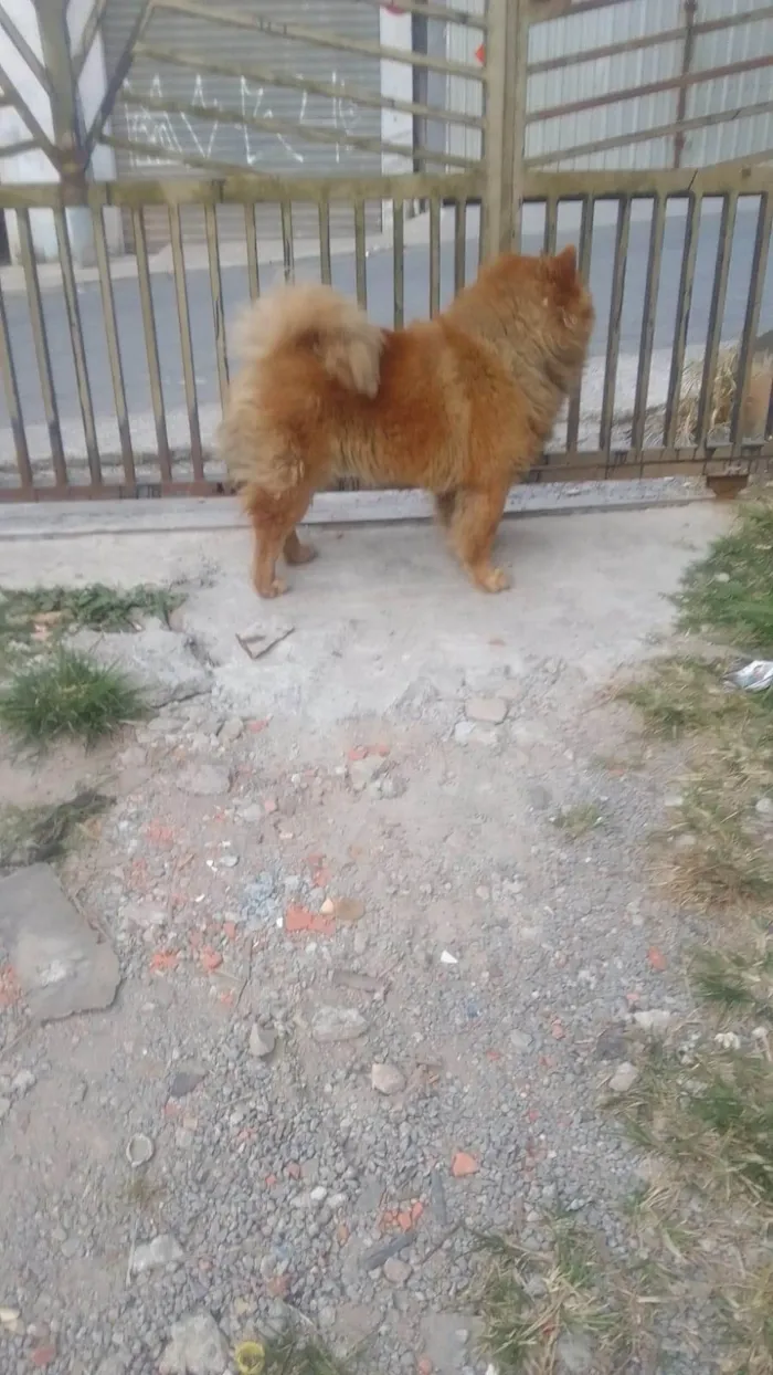 Cachorro ra a Chow Chow idade 2 a 6 meses nome Falar com Francisca - Whats 11 98622-2050
