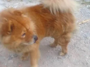 Cachorro raça Chow Chow idade 2 a 6 meses nome Falar com Francisca - Whats 11 98622-2050