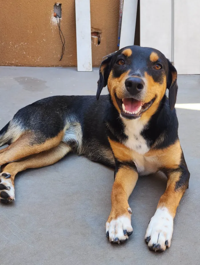 Cachorro ra a SRD-ViraLata idade 2 anos nome Dois Machos