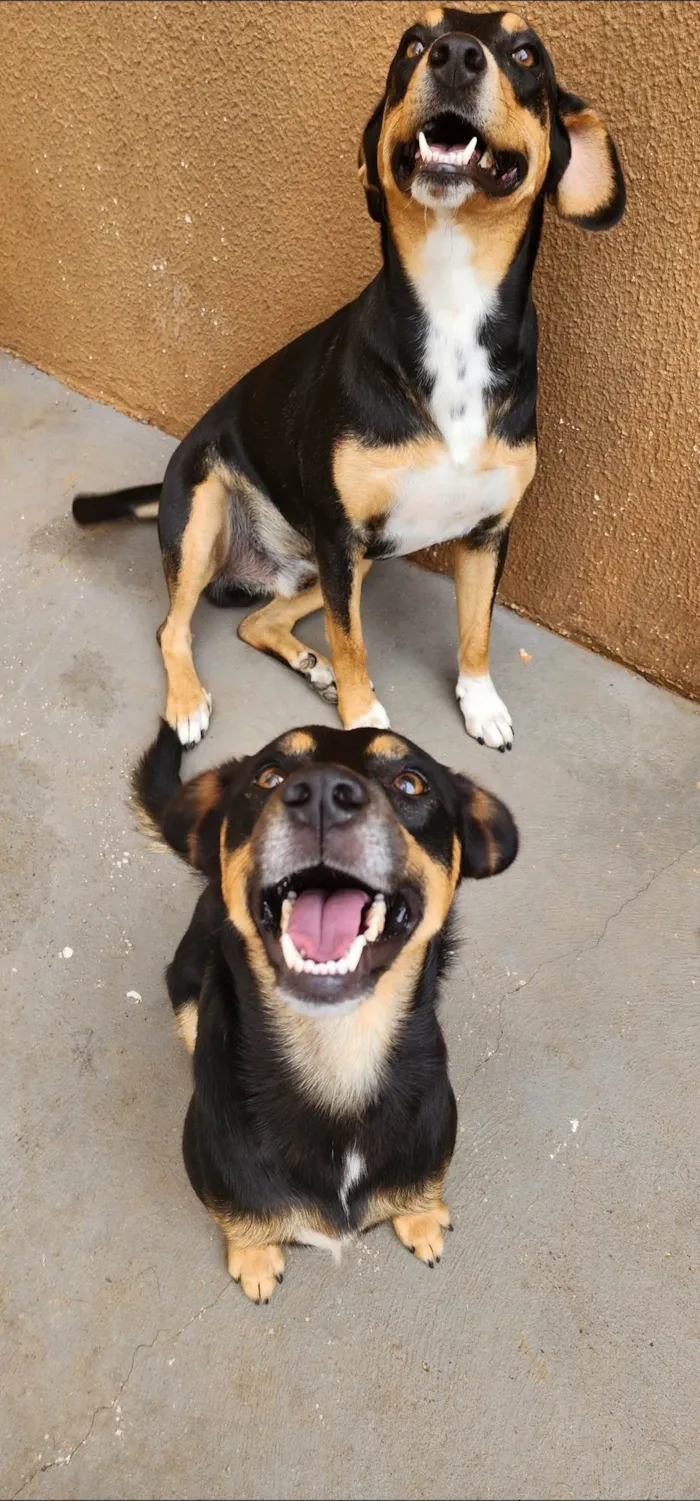 Cachorro ra a SRD-ViraLata idade 2 anos nome Dois Machos