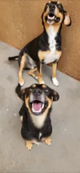Dois Machos
