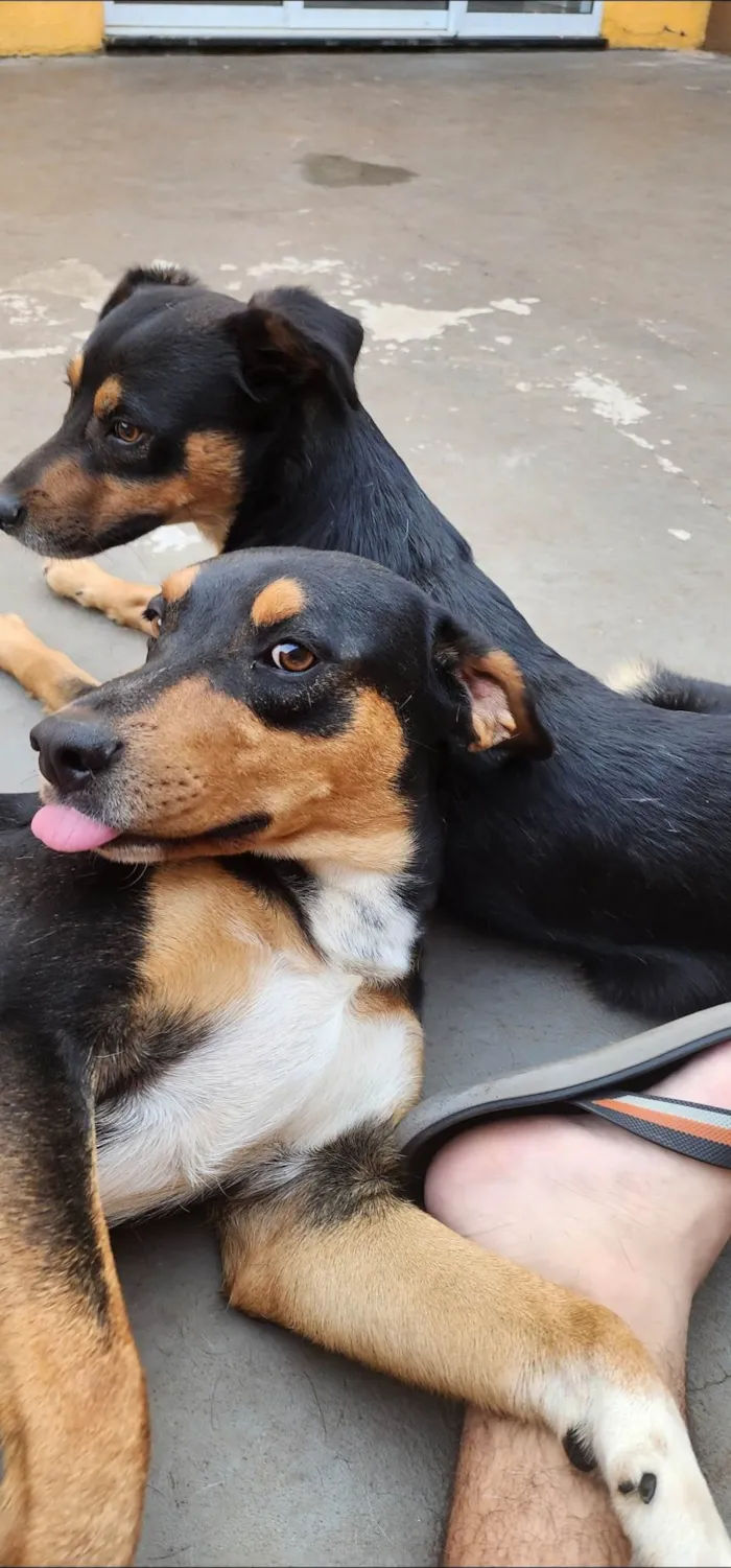 Cachorro ra a SRD-ViraLata idade 2 anos nome Dois Machos