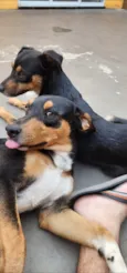 Dois Machos