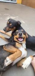 Dois Machos
