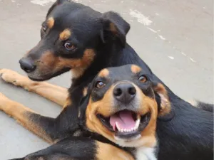 Cachorro raça SRD-ViraLata idade 2 anos nome Dois Machos