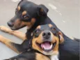 Dois Machos