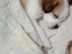 Cachorro raça Shitzu misturado cm podle idade 2 a 6 meses nome Princesa 