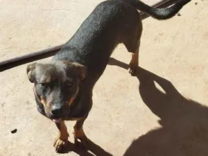 Cachorro raça SRD-ViraLata idade 7 a 11 meses nome Logan