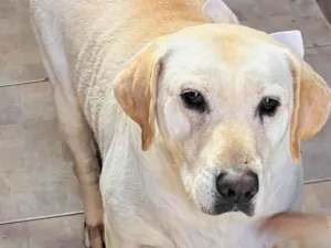 Cachorro raça Labrador idade 4 anos nome Chase e Pandora
