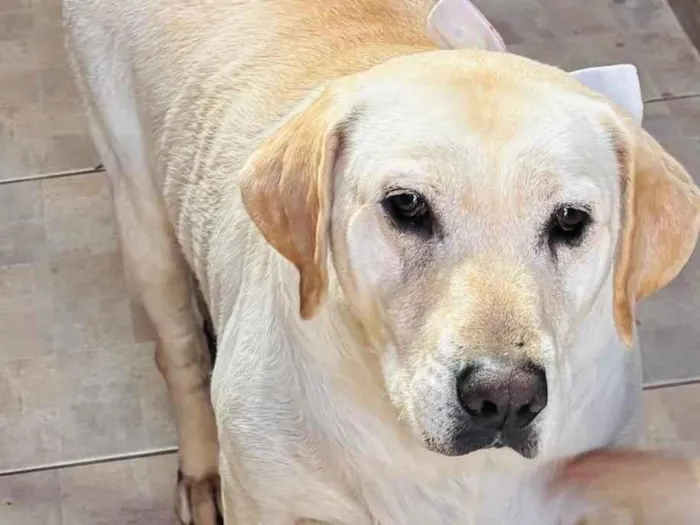 Cachorro ra a Labrador idade 4 anos nome Chase e Pandora