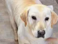 Chase e Pandora