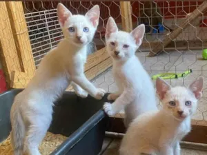 Gato raça SRD-ViraLata idade 2 a 6 meses nome Irmãos coragem 