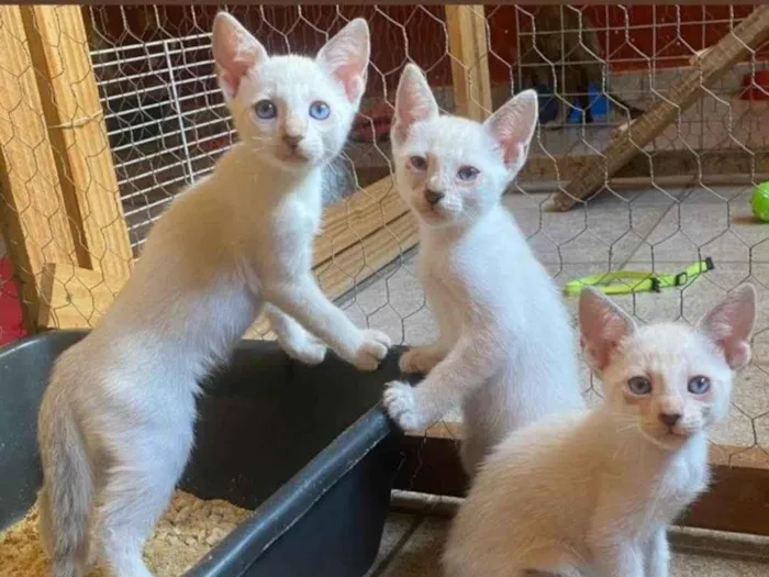 Gato ra a SRD-ViraLata idade 2 a 6 meses nome Irmãos coragem 