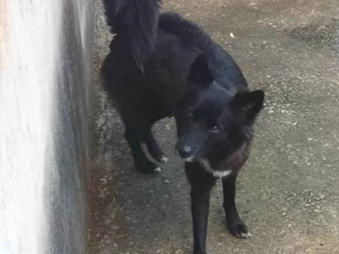 Cachorro ra a Border collie idade 2 anos nome Luna