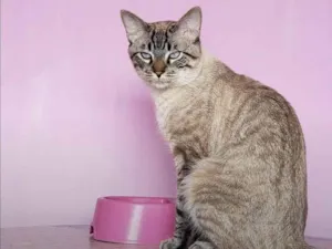 Gato raça SRD-ViraLata idade 2 a 6 meses nome Falar com Eudilene - Whats 11 99216-7309