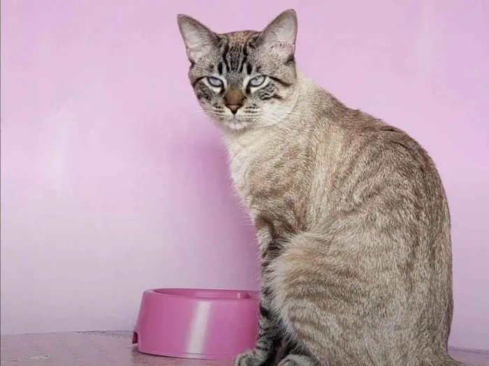 Gato ra a SRD-ViraLata idade 2 a 6 meses nome Falar com Eudilene - Whats 11 99216-7309