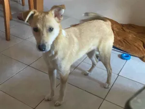 Cachorro raça SRD-ViraLata idade 1 ano nome Skipper
