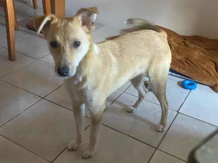 Cachorro ra a SRD-ViraLata idade 1 ano nome Skipper