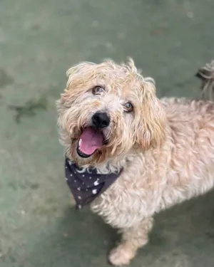 Cachorro raça SRD-ViraLata idade 5 anos nome Gepeto 