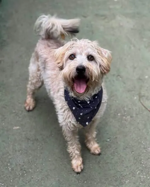 Cachorro ra a SRD-ViraLata idade 5 anos nome Gepeto 