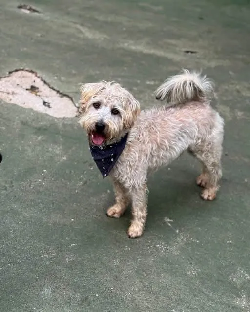 Cachorro ra a SRD-ViraLata idade 5 anos nome Gepeto 
