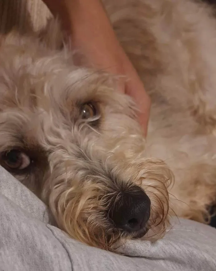 Cachorro ra a SRD-ViraLata idade 5 anos nome Gepeto 