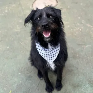 Cachorro raça SRD-ViraLata idade 3 anos nome Tutty