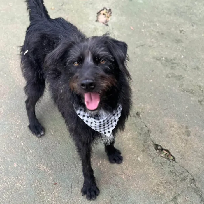 Cachorro ra a SRD-ViraLata idade 3 anos nome Tutty