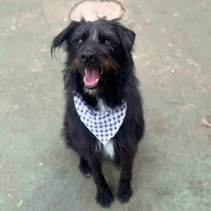 Cachorro ra a SRD-ViraLata idade 3 anos nome Tutty