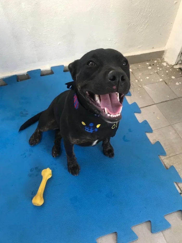 Cachorro ra a SRD-ViraLata idade 1 ano nome Joana 