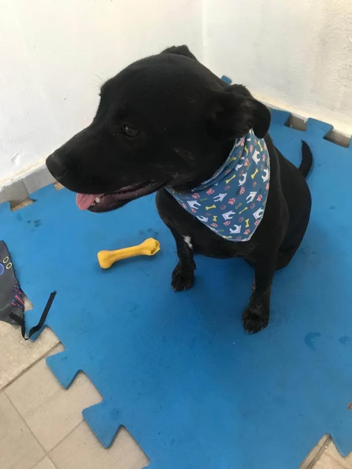Cachorro ra a SRD-ViraLata idade 1 ano nome Joana 
