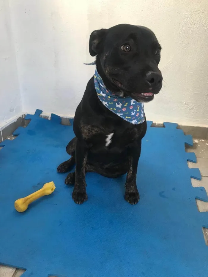 Cachorro ra a SRD-ViraLata idade 1 ano nome Joana 