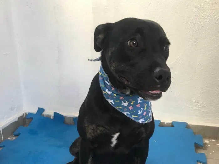 Cachorro ra a SRD-ViraLata idade 1 ano nome Joana 