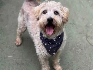 Cachorro raça SRD-ViraLata idade 5 anos nome Gepeto 