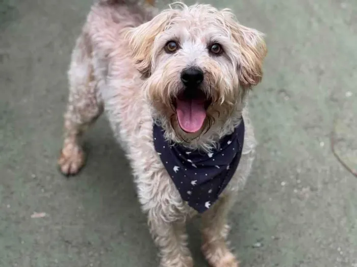 Cachorro ra a SRD-ViraLata idade 5 anos nome Gepeto 
