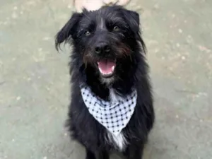 Cachorro raça SRD-ViraLata idade 3 anos nome Tutty
