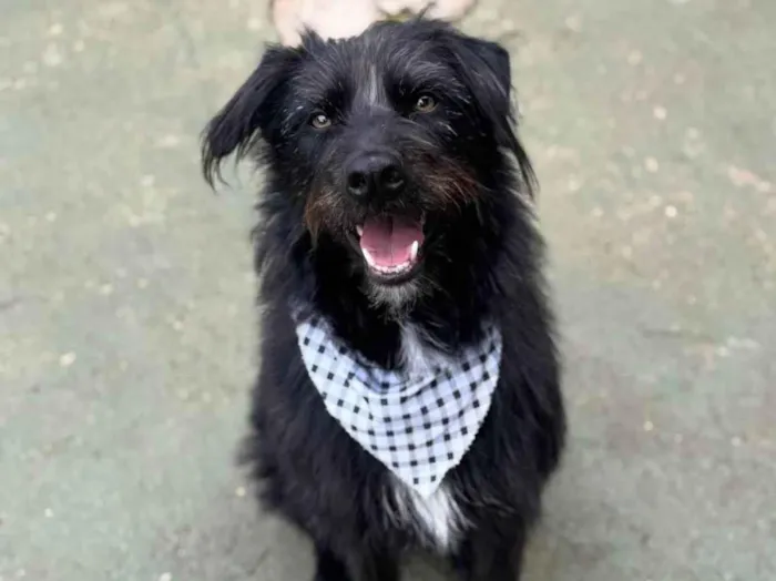 Cachorro ra a SRD-ViraLata idade 3 anos nome Tutty