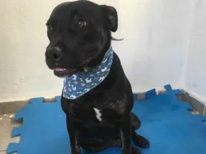 Cachorro raça SRD-ViraLata idade 1 ano nome Joana 