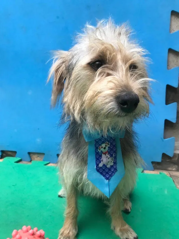 Cachorro ra a SRD-ViraLata idade 1 ano nome Coragem 