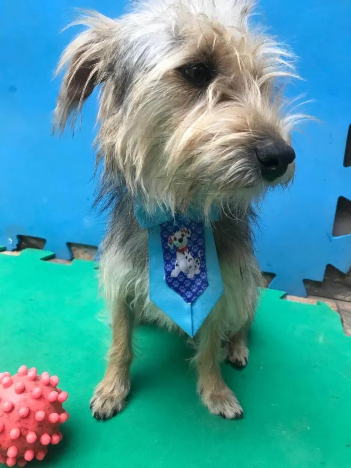 Cachorro ra a SRD-ViraLata idade 1 ano nome Coragem 