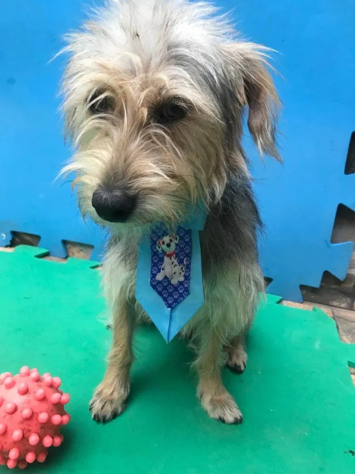 Cachorro ra a SRD-ViraLata idade 1 ano nome Coragem 